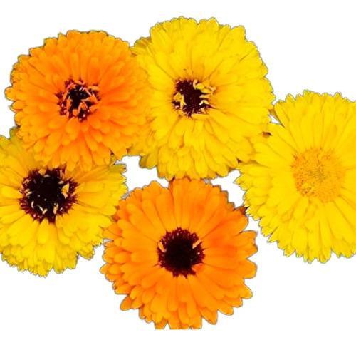 Semillas Aromáticas Calendula Marigold Amarillo Oro