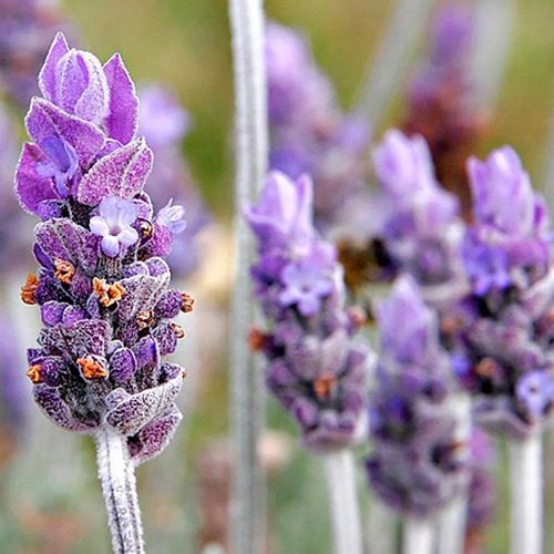 Semillas Aromaticas Lavanda Fercon - Image 4