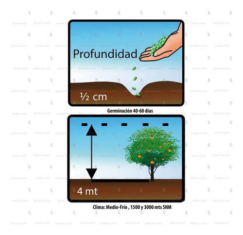 Semillas De Tomate De Arbol Amarillo Frutales Fercon - Image 3