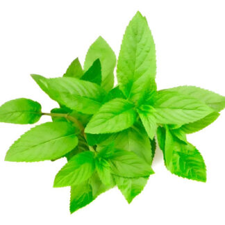 1500 Semillas Aromáticas Menta Piperita