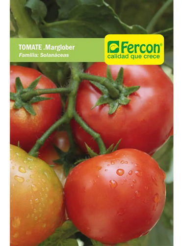 Semillas De Tomate Marglobe Hortalizas Fercon - Image 2