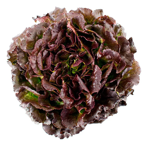 Semillas De Lechuga Batavia Roja Hortalizas Fercon
