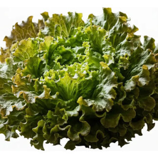 Semillas De De Lechuga Cocarda