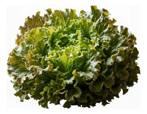 Semillas De Lechuga Cocarda Hortalizas Fercon