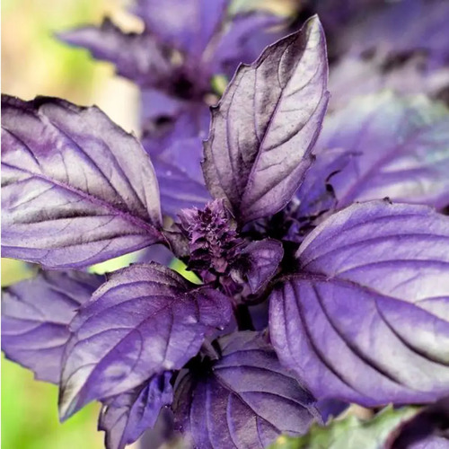 Semillas De Albahaca Morada Aromáticas Fercon - Image 4