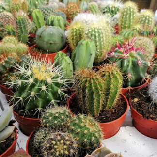Semillas De De Flores Cactus