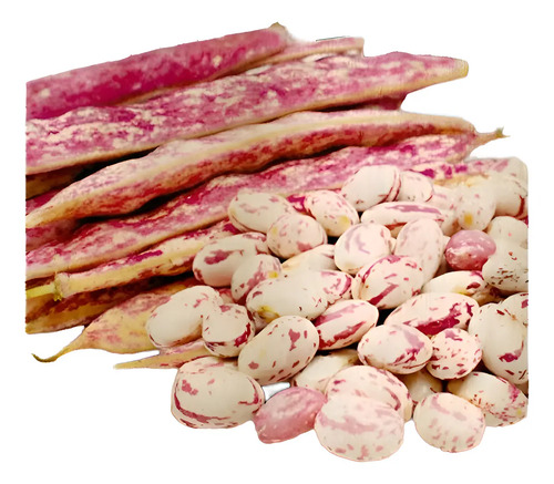Semillas De Frijol Lingua Di Fouco Hortalizas Fercon