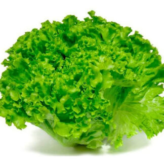 Semillas De De Lechuga Batavia Roja