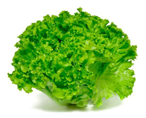 Semillas De De Lechuga Batavia Roja