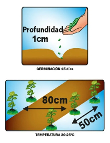 Semillas Frutales De Badea Fercon Para Un Cultivo Exótico - Image 3