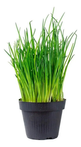 Semillas De Cebollino Allium Shoenophrasum Aromáticas Fercon - Image 5
