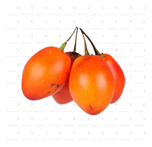 Semillas De Tomate De Arbol Amarillo Frutales Fercon - Image 4