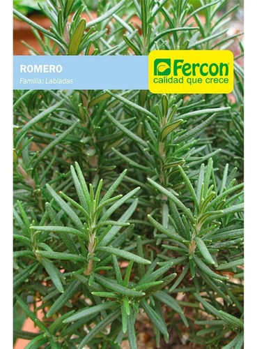 30 Semillas Aromáticas Romero Rosmarinus - Image 2