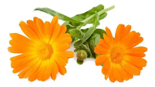 Semillas De Caléndula Naranja Marigold Hortalizas Fercon - Image 3