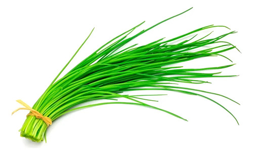 Semillas De Cebollino Allium Shoenophrasum Aromáticas Fercon