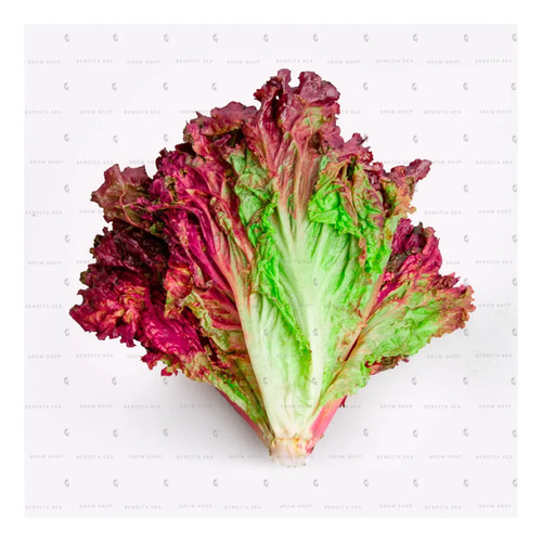 Semillas De Lechuga Morada Lollo Rosso Hortalizas Fercon - Image 3
