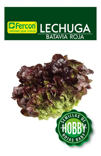 Semillas De Lechuga Batavia Roja Hortalizas Fercon - Image 2