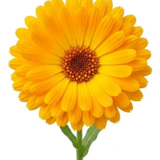 Semillas Aromáticas Calendula Naranja Fercon