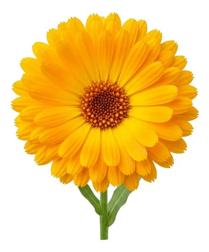 Semillas De Caléndula Naranja Marigold Hortalizas Fercon