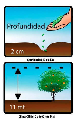 Semillas Frutales De Guanábana Fercon - Image 2
