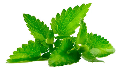 Semillas De Hierbabuena Aromáticas Fercon
