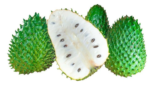 Semillas Frutales De Guanábana Fercon