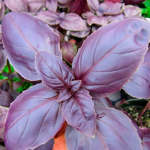 Semillas De Albahaca Morada Aromáticas Fercon