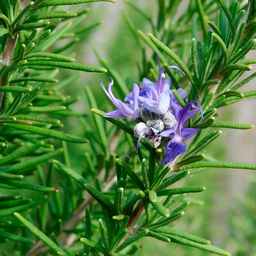 30 Semillas Aromáticas Romero Rosmarinus
