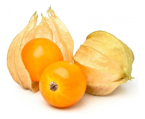 Semillas Frutales De Uchuva Fercon