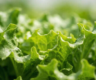Semillas De De Lechuga Black Simpson