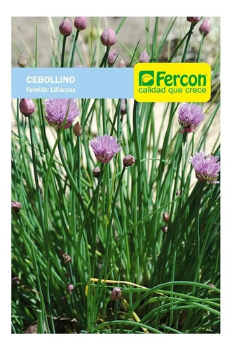 Semillas De Cebollino Allium Shoenophrasum Aromáticas Fercon - Image 2