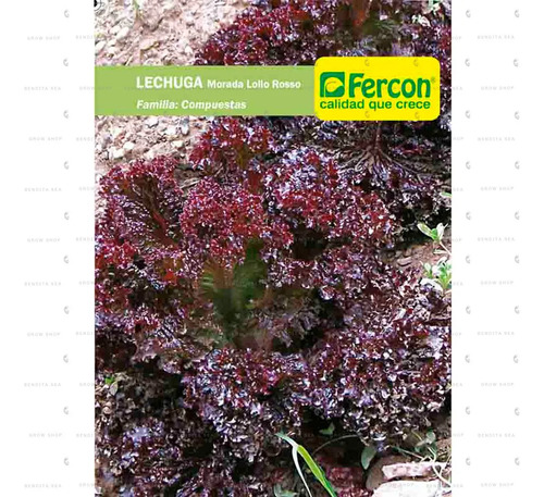 Semillas De Lechuga Morada Lollo Rosso Hortalizas Fercon - Image 2