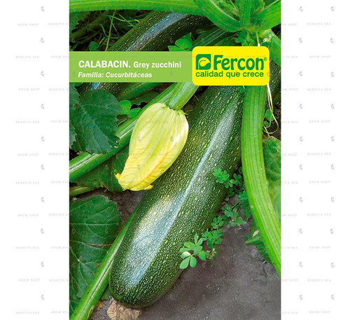 Semillas De Calabacin Grey Zucchini Hortalizas Fercon - Image 2