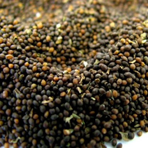 Semillas De Albahaca Genovesa Aromáticas Fercon - Image 4