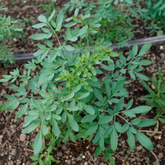 Semillas De Ruda Graveolens Aromáticas Fercon