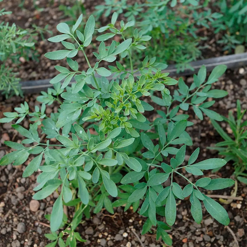 Semillas De Ruda Graveolens Aromáticas Fercon
