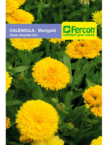 Semillas Aromáticas Calendula Marigold Amarillo Oro - Image 2