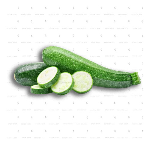 Semillas De Calabacin Grey Zucchini Hortalizas Fercon - Image 3