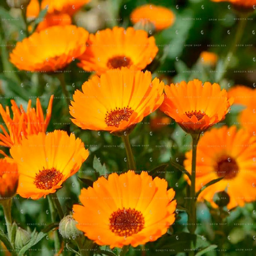 Semillas De Caléndula Naranja Marigold Hortalizas Fercon - Image 4