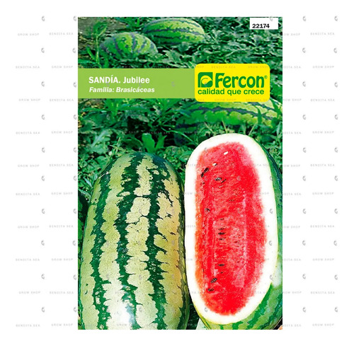 Semillas De Anón Anonaceas Frutales Fercon - Image 2