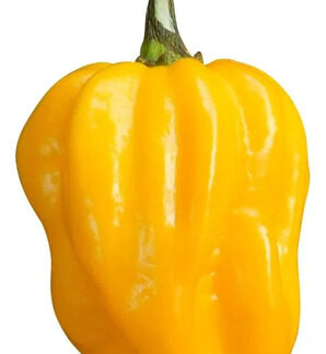 Semillas Hortalizas Ají Habanero Amarillo