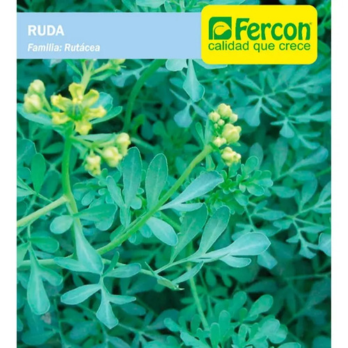 Semillas De Ruda Graveolens Aromáticas Fercon - Image 2