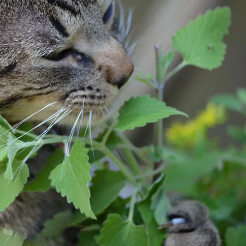 Semillas De Menta De Gato Aromáticas Fercon - Image 4