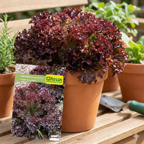 Semillas De Lechuga Morada Lollo Rosso Hortalizas Fercon - Image 2