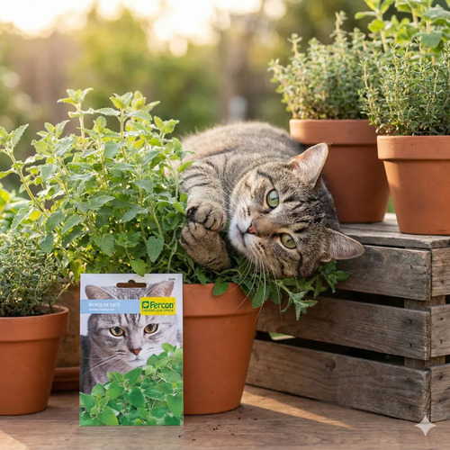 Semillas De Menta De Gato Aromáticas Fercon - Image 3