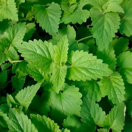 Semillas De Menta De Gato Aromáticas Fercon